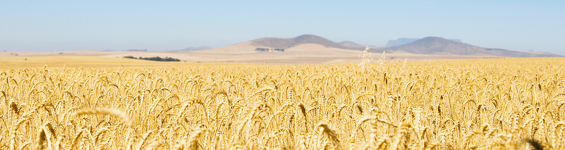 Interagreisa | Cereales - Semillas - Abonos y fitosanitarios | Albacete